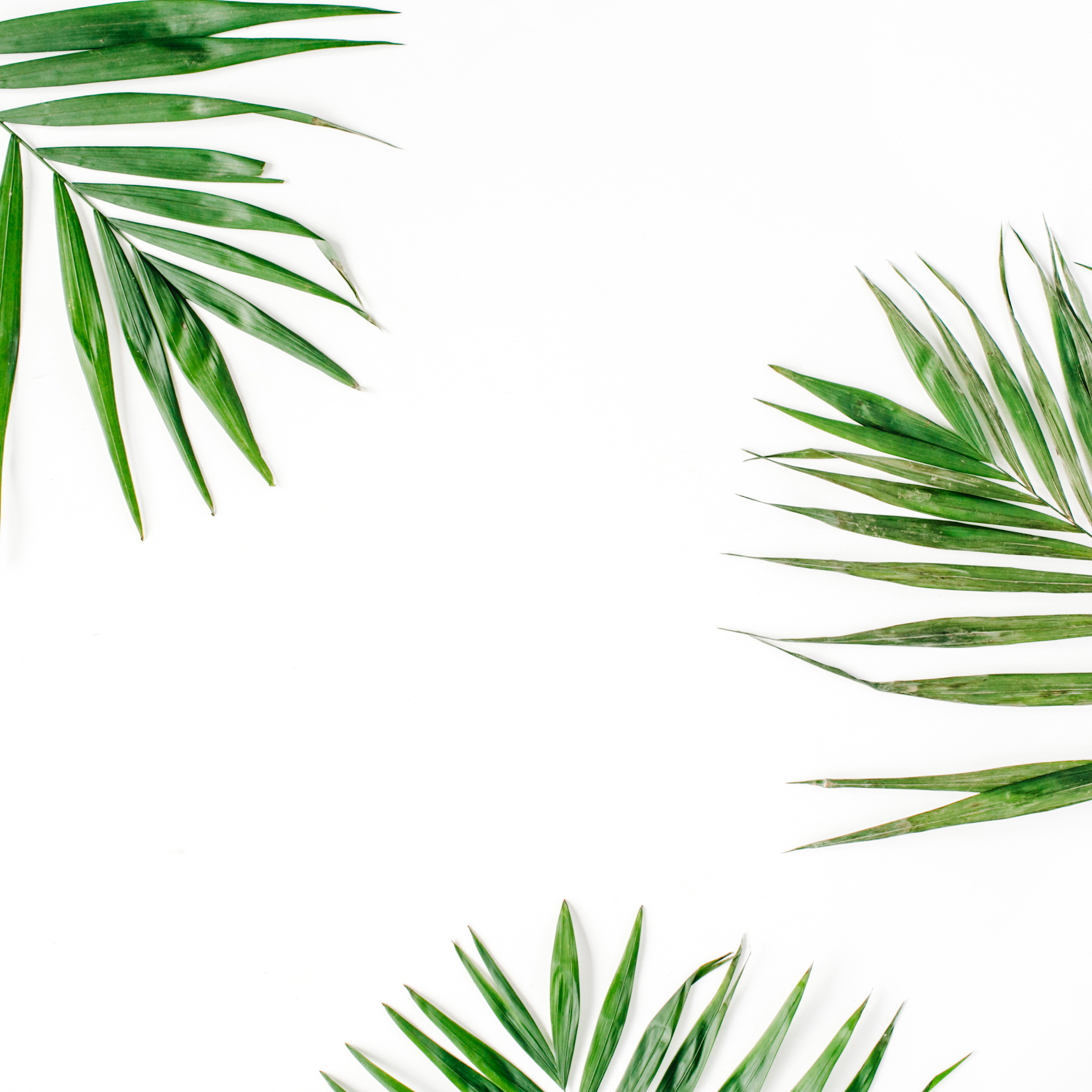 Palm Branches Pattern